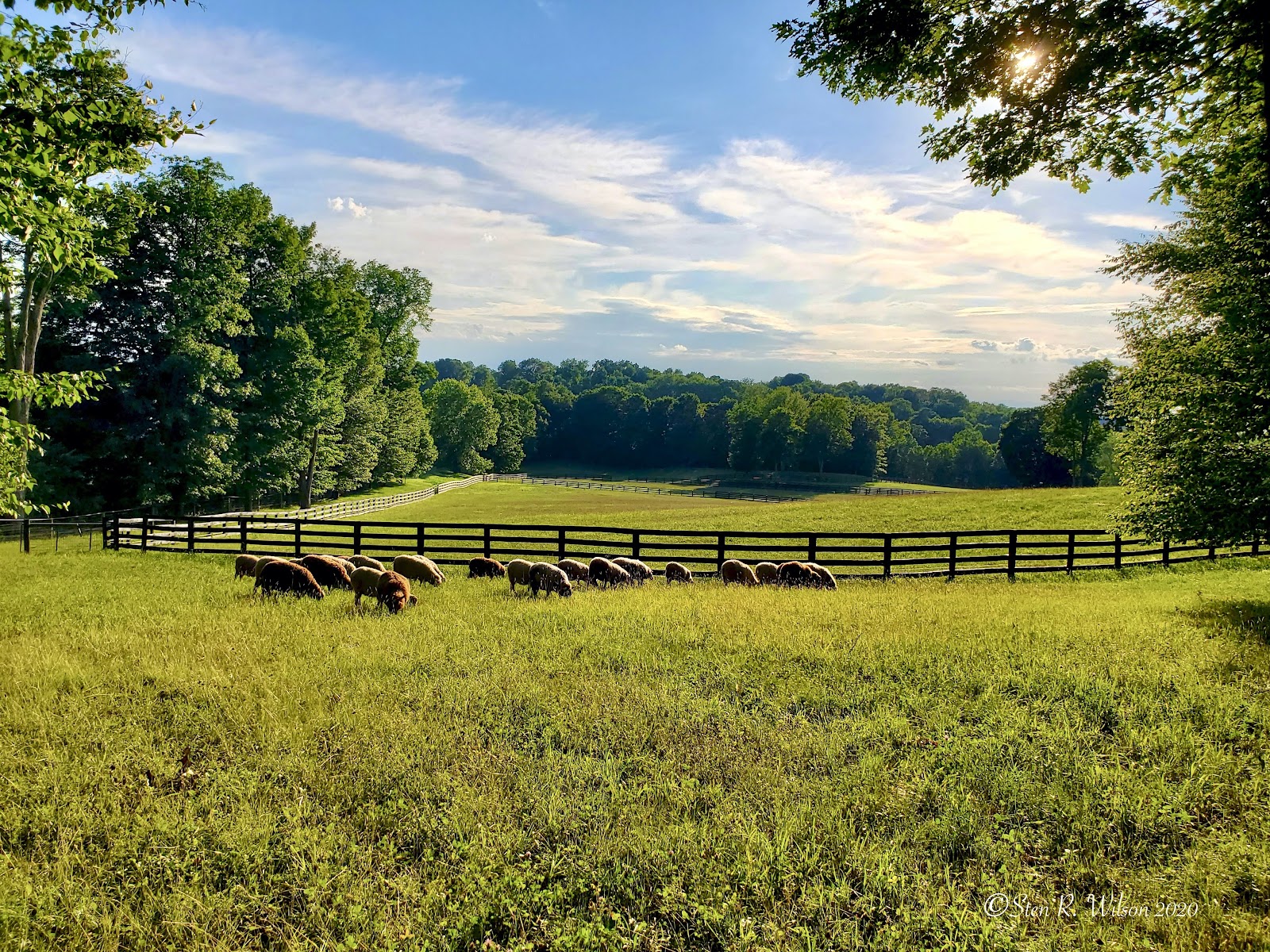 The Finnsheep flock at Point of View Farm walking down the farm lane in Bangall, New York, in the Hudson Valley