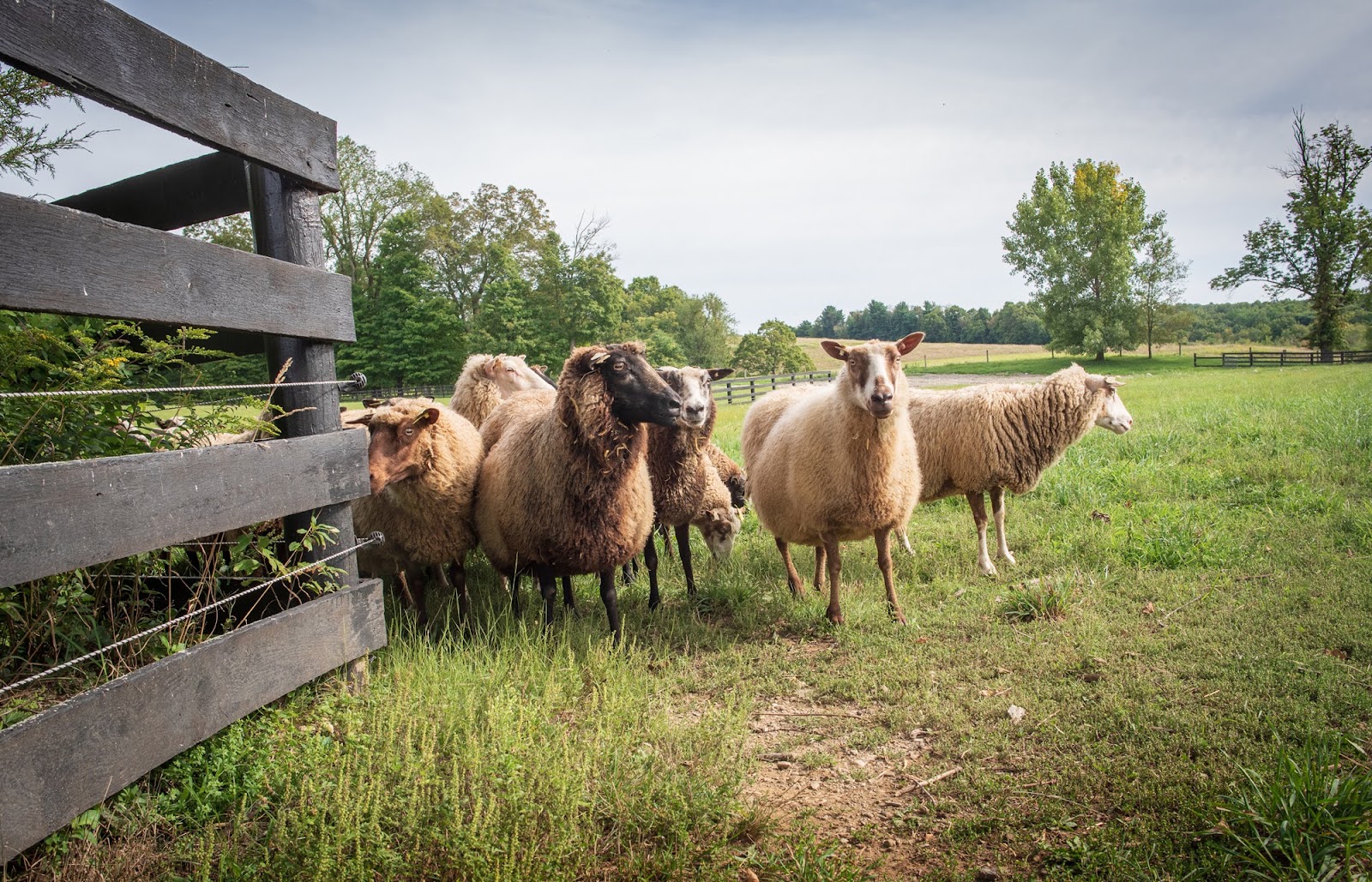 The Finnsheep flock at Point of View Farm walking down the farm lane in Bangall, New York, in the Hudson Valley